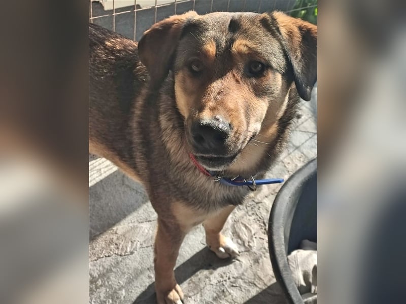 Gino hat das Potenzial zum perfekten Familienhund!