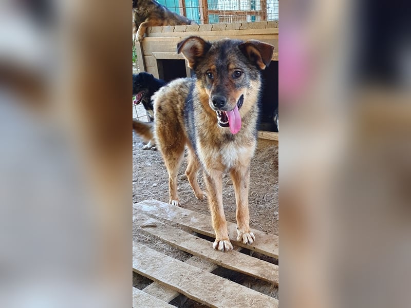 Rufus  (Santuhalm-Shelter Rumänien)