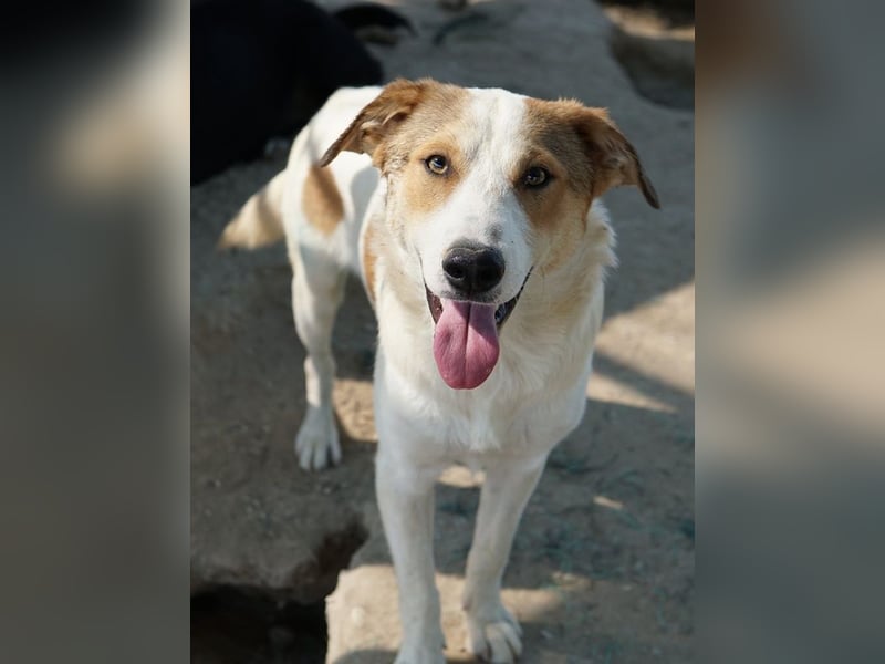 Chico, geb. ca. 10/2024, lebt in GRIECHENLAND, im städt. Tierheim Serres