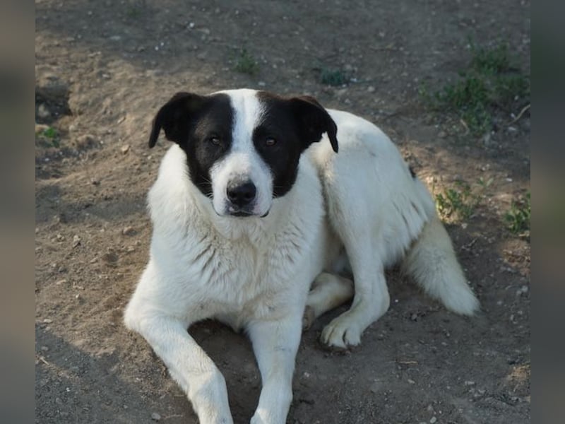 Capper, geb. ca. 06/2024, lebt in GRIECHENLAND, im städt. Tierheim Serres