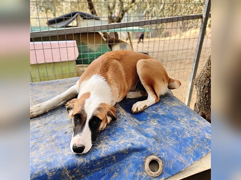 Lagatha sucht wundervolles Zuhause!