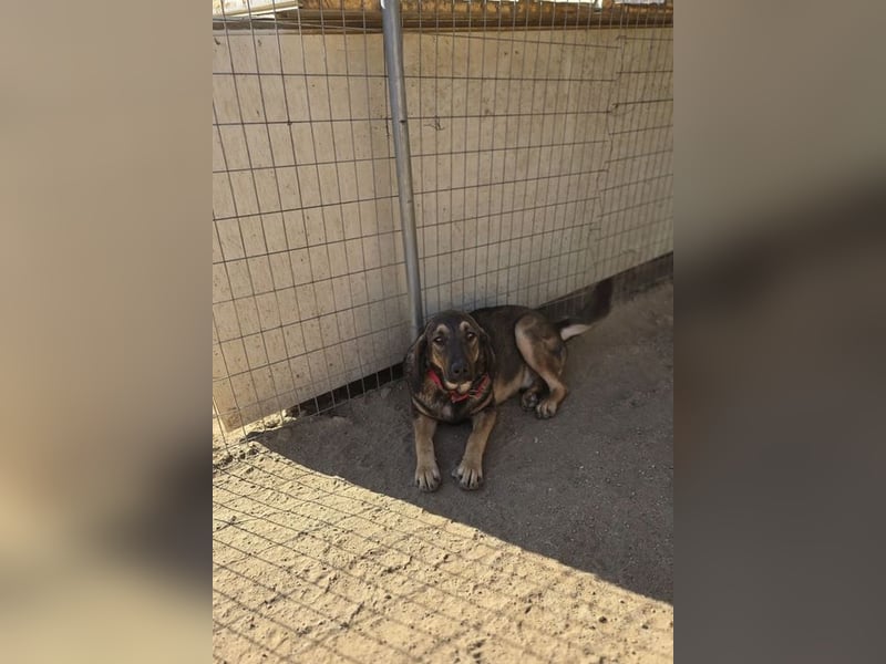 Lucas sucht ein wundervolles Zuhause