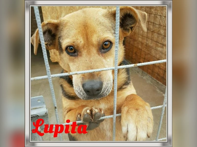 Lupita kennt nur das Tierheim