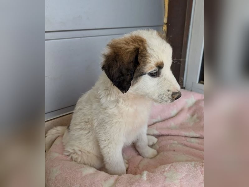 Leilani – kleiner flauschiger Teddy voller Lebenslust