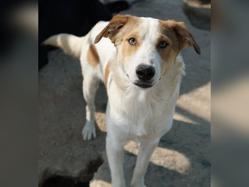 Chico, geb. ca. 10/2024, lebt in GRIECHENLAND, im städt. Tierheim Serres
