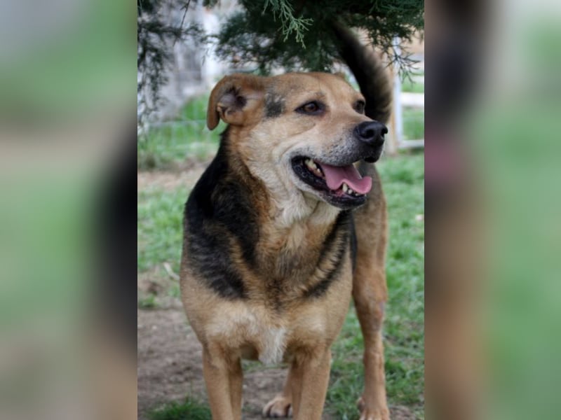 Lupita kennt nur das Tierheim