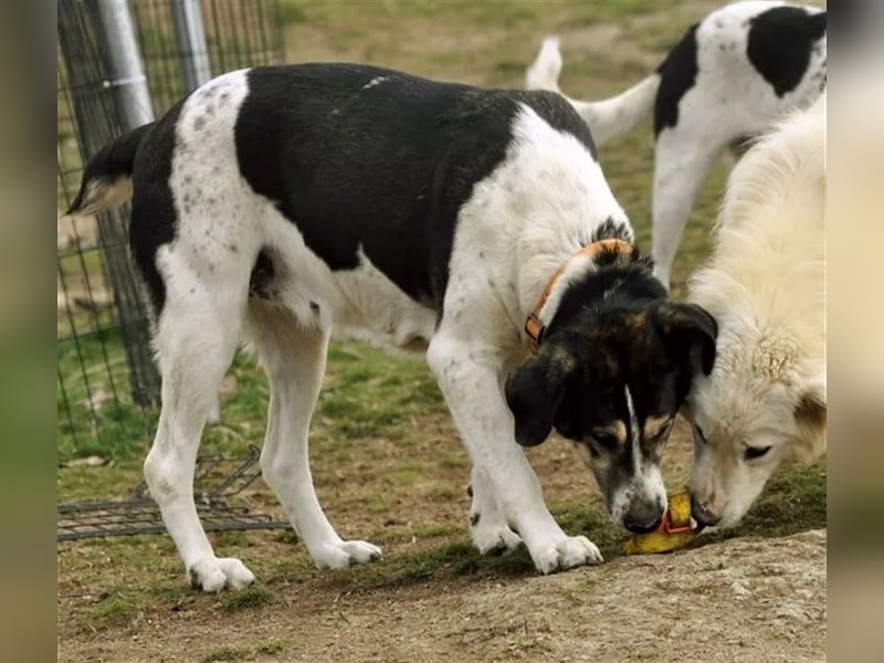 Komissa, eine Löwenmama die nun auch Geborgenheit und Liebe sucht!