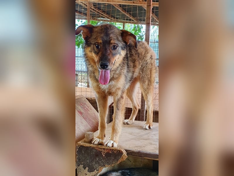 Rufus  (Santuhalm-Shelter Rumänien)