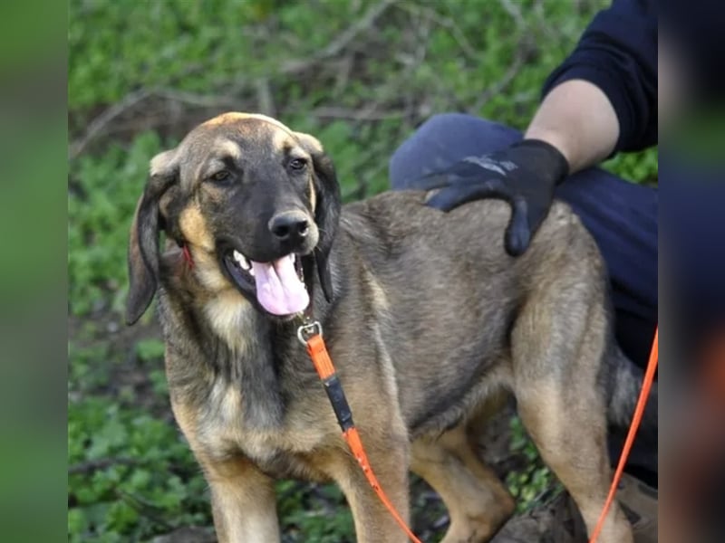 Lucas sucht ein wundervolles Zuhause