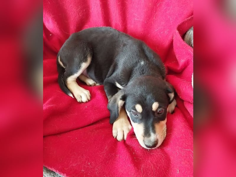 Katrina – freundliche und verschmuste junge Hündin ❣️