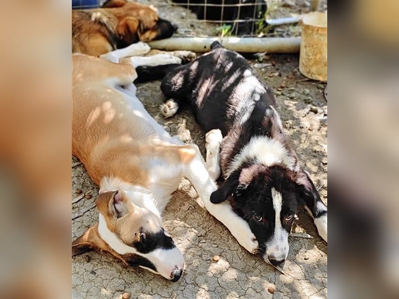 Lagatha sucht wundervolles Zuhause!