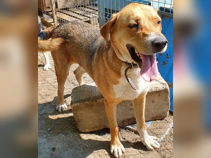 Scooby (Santuhalm-Shelter Rumänien)