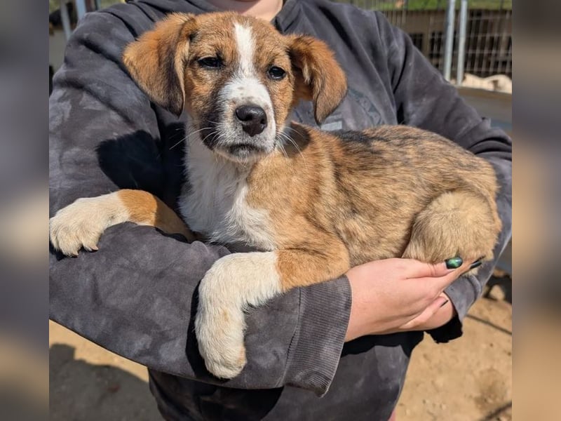 Pitou – mittendrin statt nur dabei 