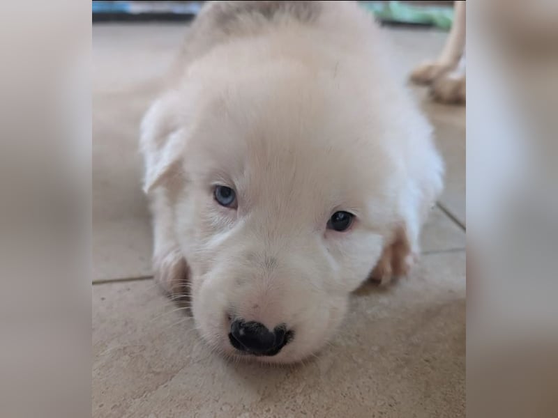 Einstein – mit den besonderen Augen 