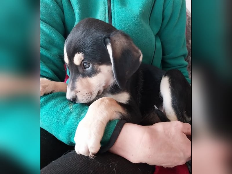 Christel – liebevolle, ruhige und anhängliche kleine Seele ❤️