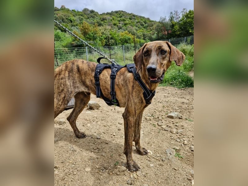 Diego - fröhlicher Jagdhund Mischling 
