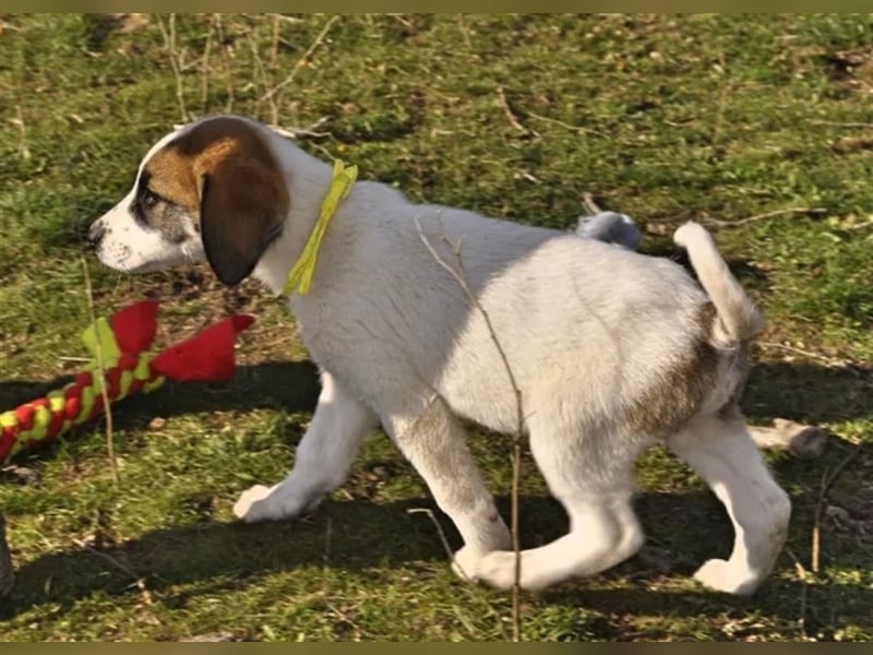 Willy freut sich über tolle Anfragen für ein wundervolles Zuhause!