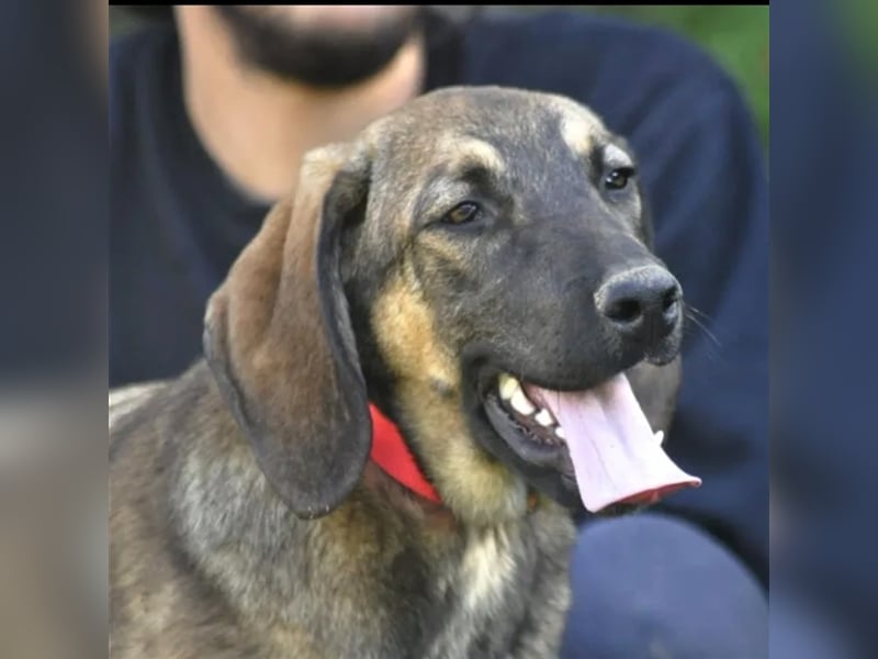 Lucas sucht ein wundervolles Zuhause