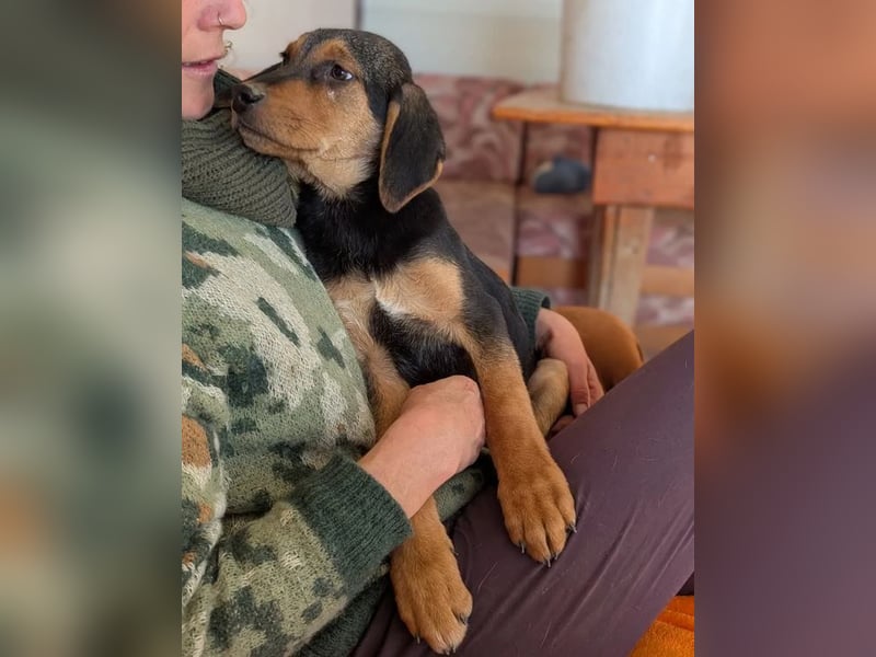 Vito – sanfter, neugieriger und verspielter junger Rüde