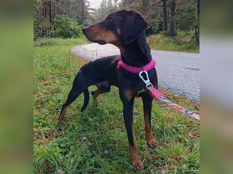 Zwölf, geb. ca. 10/2021, lebt in GRIECHENLAND, auf einer privaten Pflegestelle