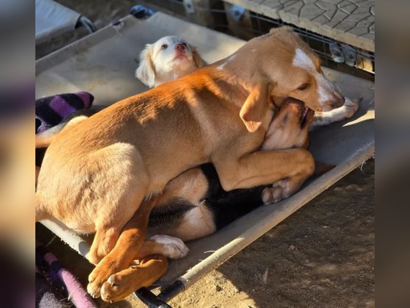 Moritz – freundlicher und tapferer junger Rüde