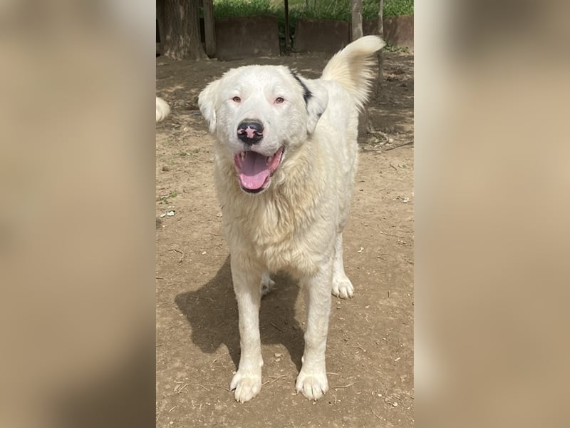 Ambar, geb. ca. 06/2023, lebt in GRIECHENLAND, auf einer privaten Pflegestelle