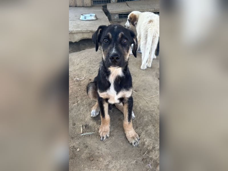 Nemo – verspielter Welpe, auf der Suche nach Vertrauen! Bereits auf PS in 53925 Kall/NRW!