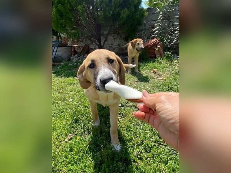 Bibi, eine wunderschöne Fellnase sucht ihr passendes Zuhause!