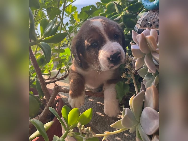 Bear - kleiner Kämpfer sucht sein großes Glück