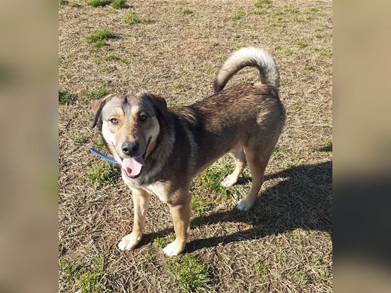 Gino hat das Potenzial zum perfekten Familienhund!