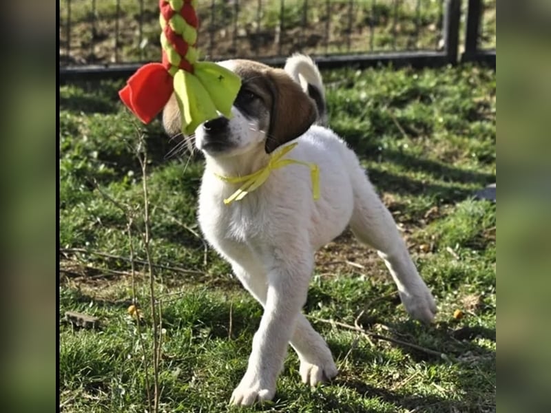 Willy freut sich über tolle Anfragen für ein wundervolles Zuhause!