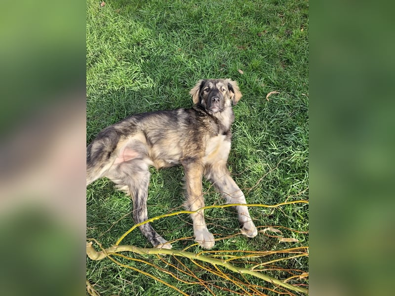 Selin auf Pflegestelle in 17111 Nossendorf (Mecklenburg-Vorpommern)