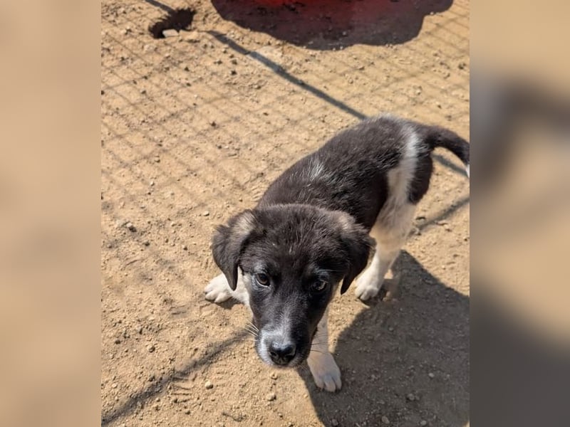 Bowie – fröhlicher kleiner Entdecker 