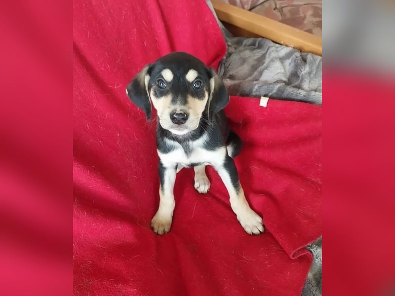 Christel – liebevolle, ruhige und anhängliche kleine Seele ❤️