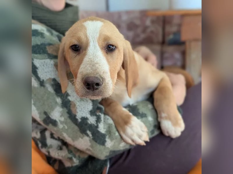 Moritz – freundlicher und tapferer junger Rüde