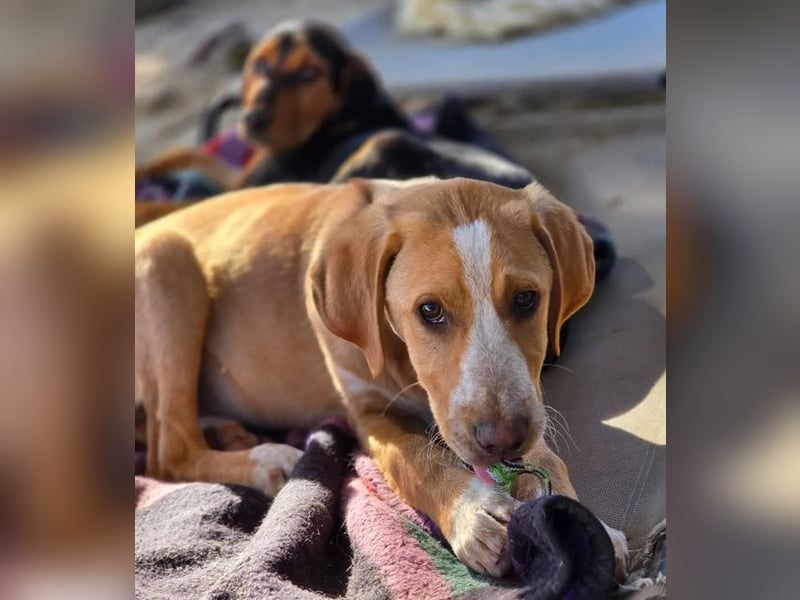 Moritz – freundlicher und tapferer junger Rüde