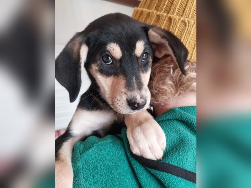 Christel – liebevolle, ruhige und anhängliche kleine Seele ❤️