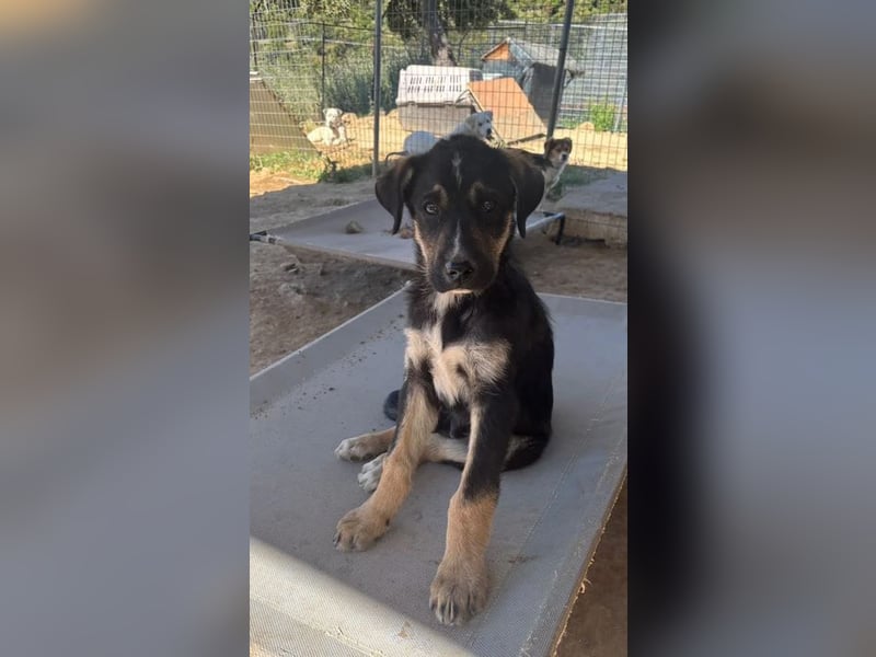 Nemo – verspielter Welpe, auf der Suche nach Vertrauen! Bereits auf PS in 53925 Kall/NRW!