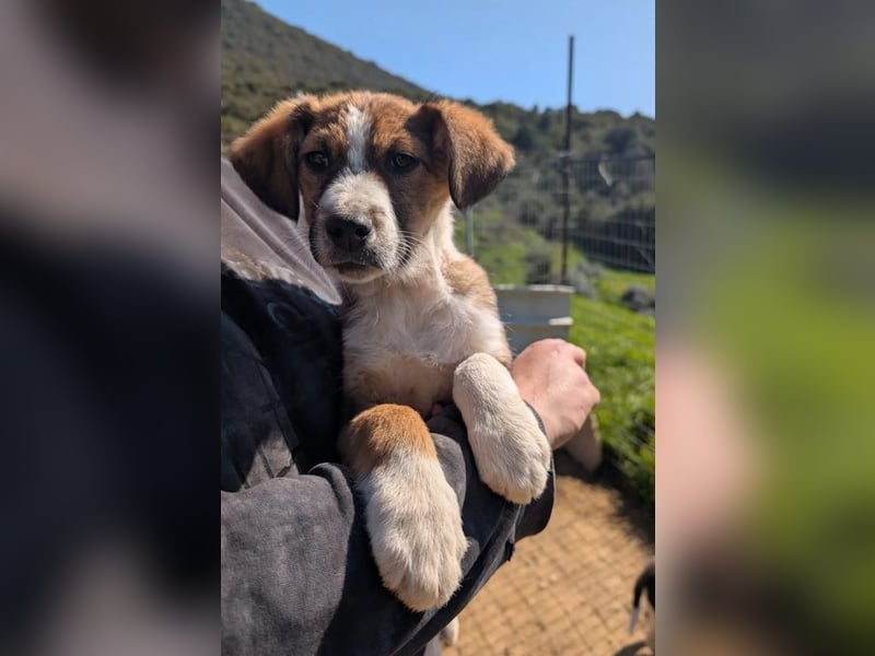 Pitou – mittendrin statt nur dabei 