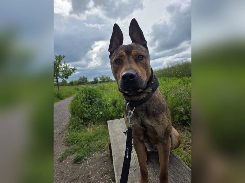 Traumhafter Malinois Mischling sucht liebevoller Famillie