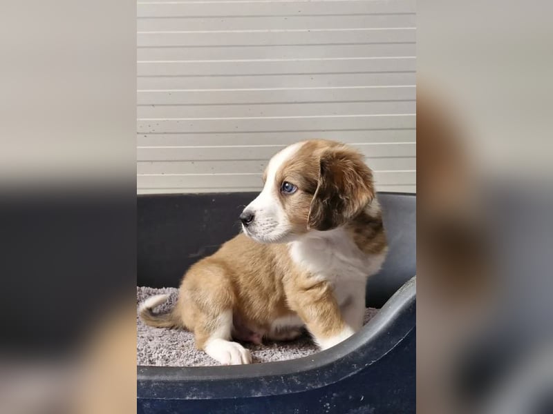 Woody – Schlappohren voller Tatendrang 