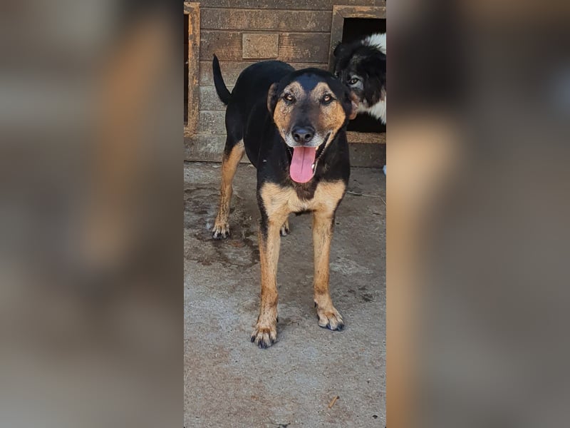 Karinu   Gnadenplatz gesucht