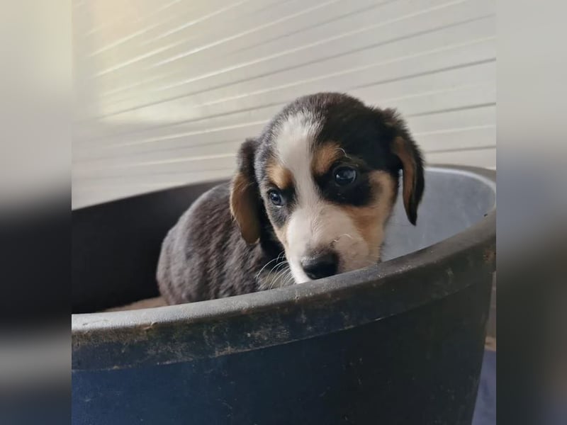 Molly – Dreifarbiger Sonnenschein auf vier Pfoten ☀️