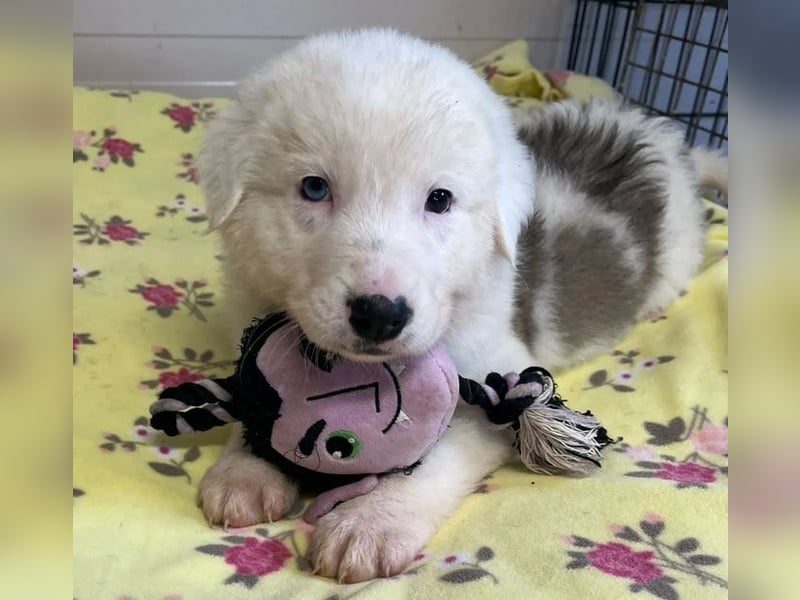 Einstein – mit den besonderen Augen 