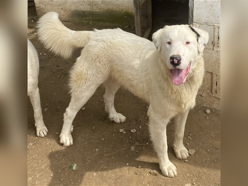 Ambar, geb. ca. 06/2023, lebt in GRIECHENLAND, auf einer privaten Pflegestelle