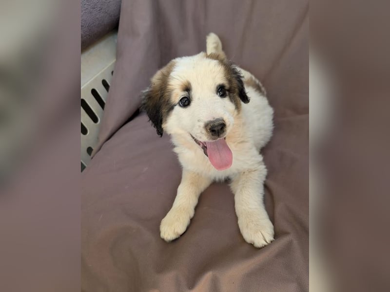 Leilani – kleiner flauschiger Teddy voller Lebenslust