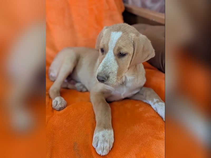 Moritz – freundlicher und tapferer junger Rüde