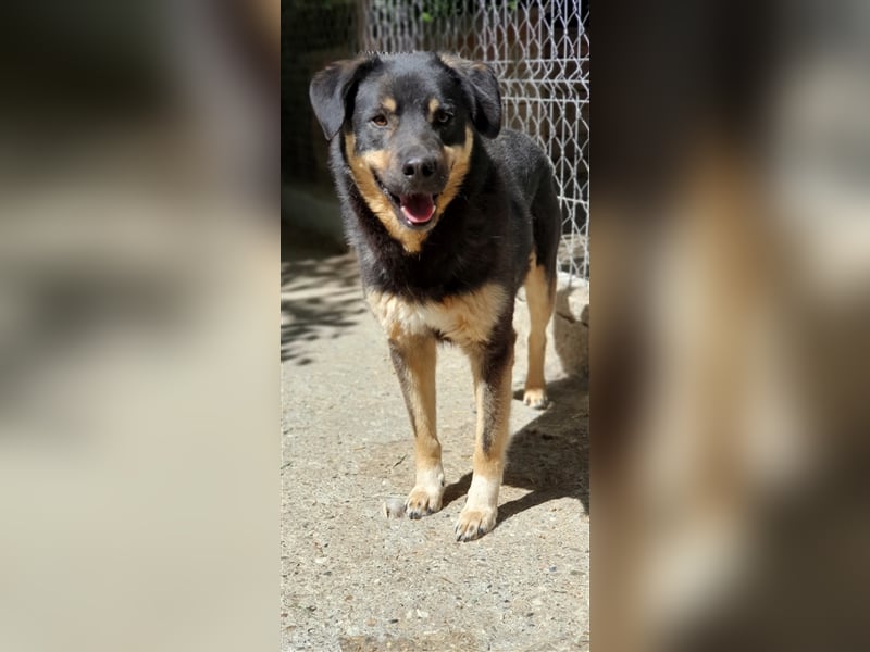 Will (Santuhalm-Shelter Rumänien)