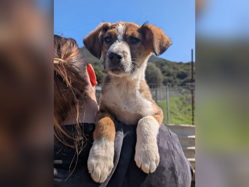 Pitou – mittendrin statt nur dabei 