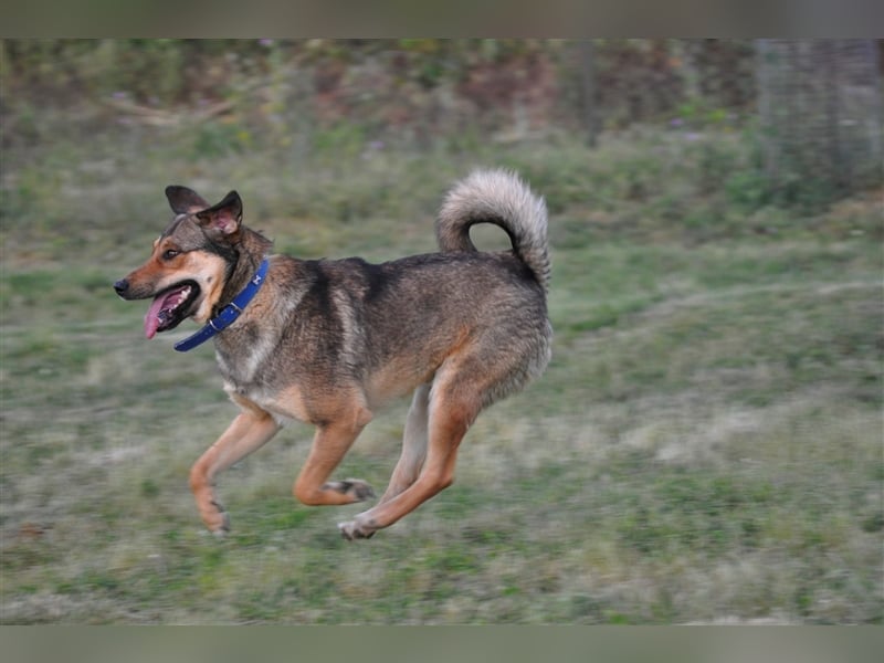 Gino hat das Potenzial zum perfekten Familienhund!